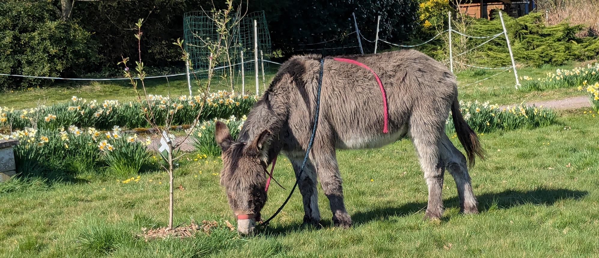 Lytavis – activités avec des ânes