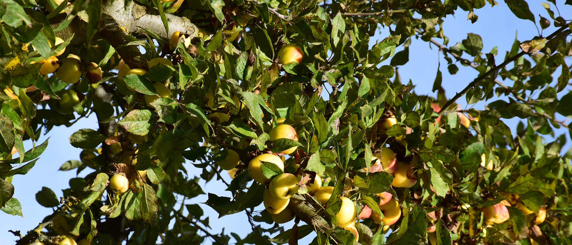Ferme de la Charterie
