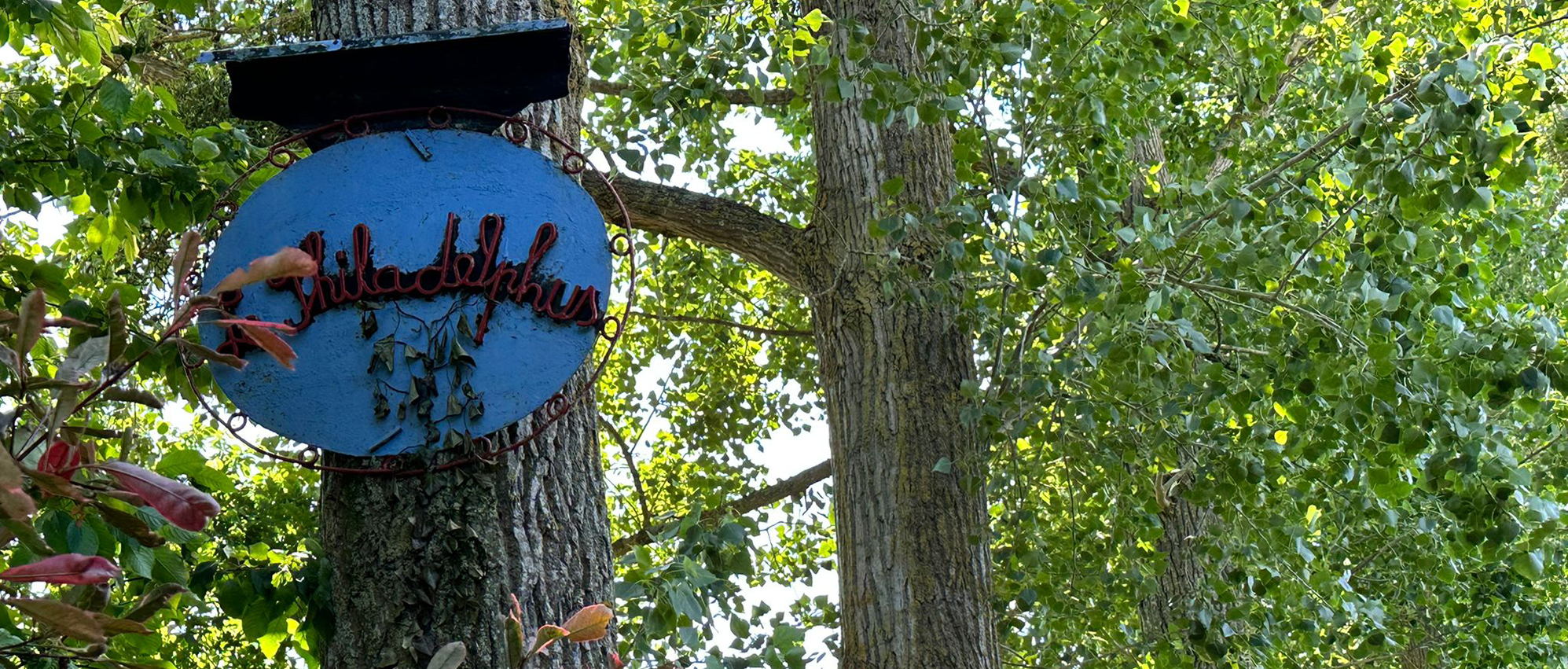 Jardin Le Philadelphus