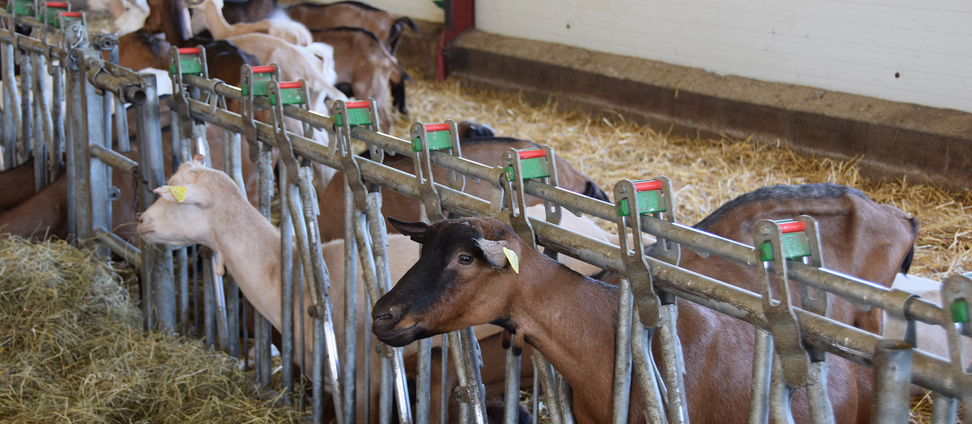 Chèvrerie du Mesnil