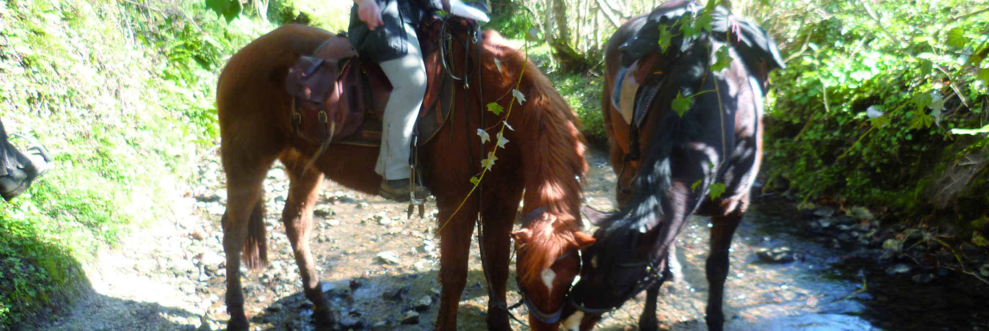 Equitation dans le Lieuvin Pays d'Auge 