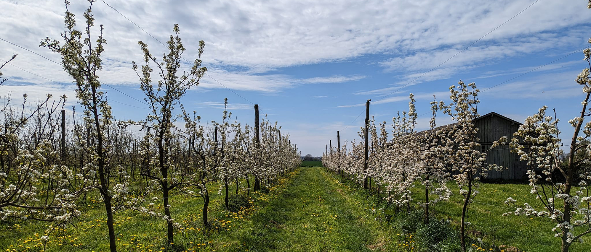 Le Verger d&rsquo;Idunn