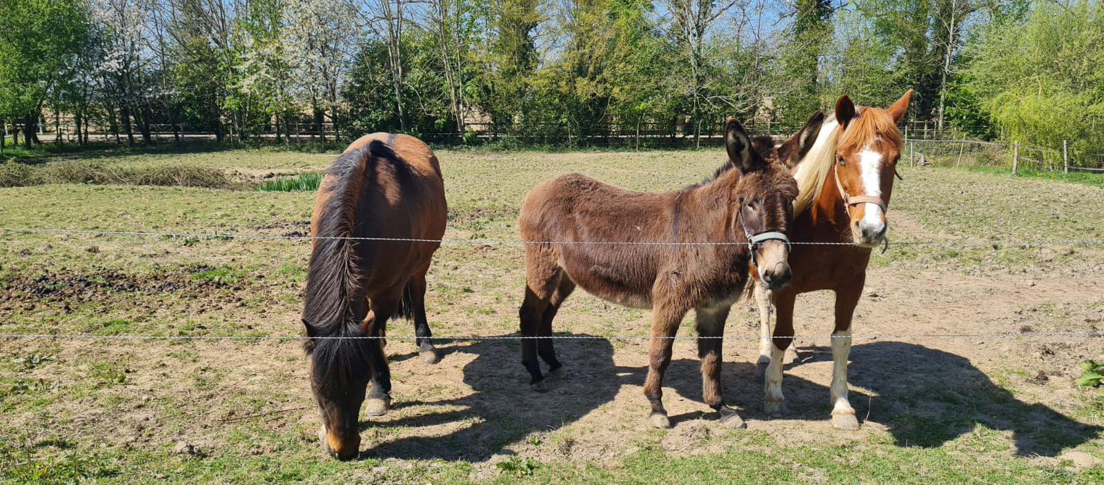 Ferme pédagogique « La Petite Ferme des Ifs »